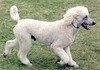 Little Arlis II